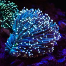 画像1: CF ハナサンゴ Toch Green  M-size (1)