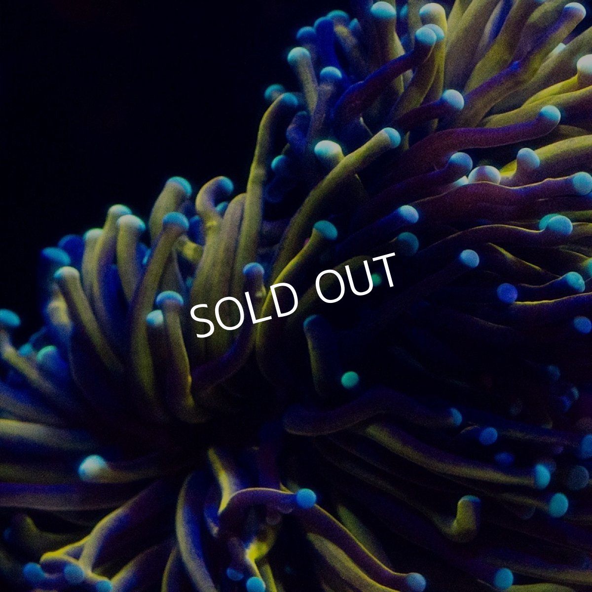 画像2: CF ハナサンゴ Gold Toch M-size (2)