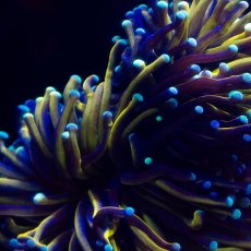 画像2: CF ハナサンゴ Gold Toch M-size (2)