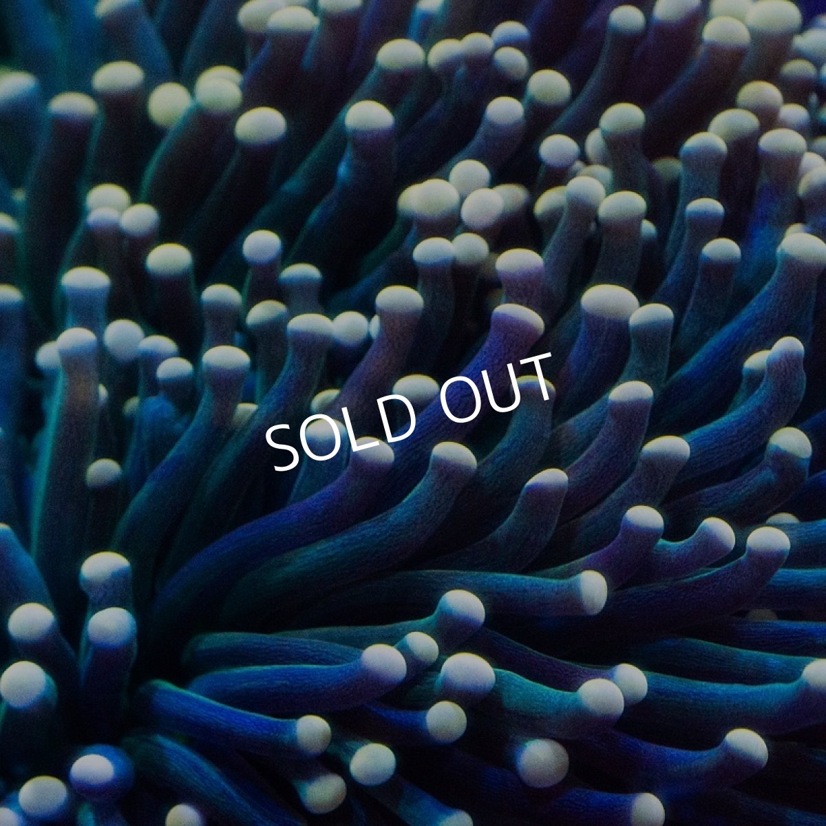 画像2: CF ハナサンゴ Toch Green  M-size (2)