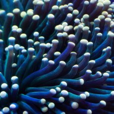 画像2: CF ハナサンゴ Toch Green  M-size (2)