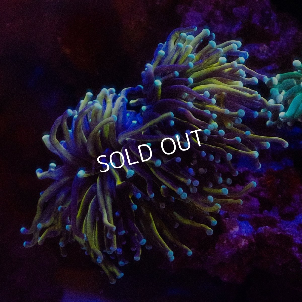 画像1: CF ハナサンゴ Gold Toch M-size (1)