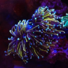 画像1: CF ハナサンゴ Gold Toch M-size (1)