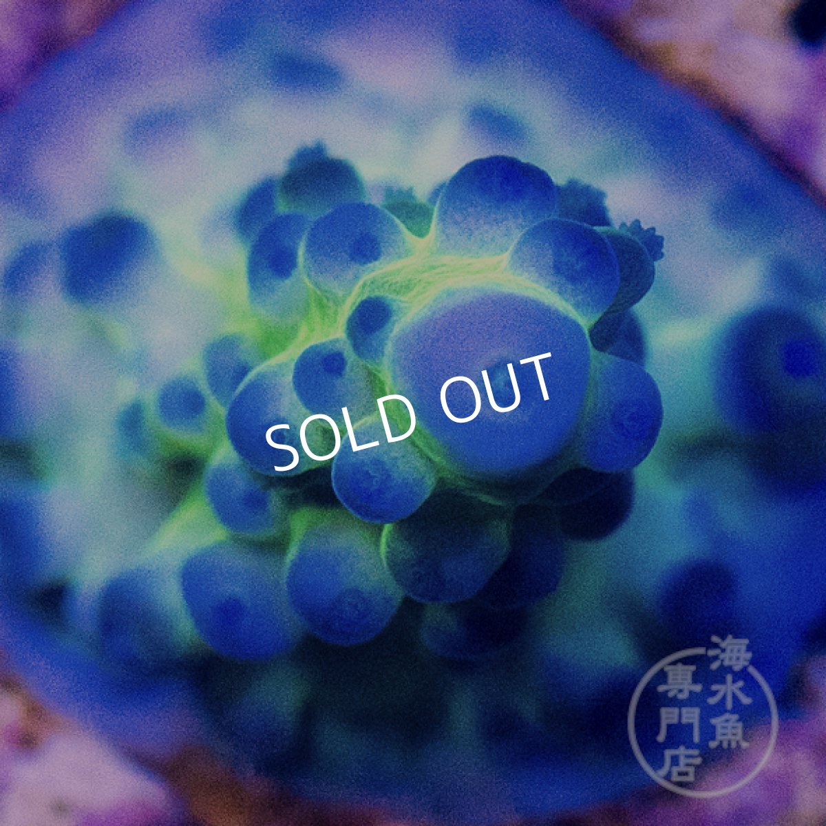 画像2: CE Acro Ice Tort  (2)