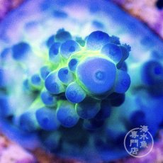 画像2: CE Acro Ice Tort  (2)