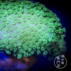 画像2: CE Monti Digitata Green No.2 (2)