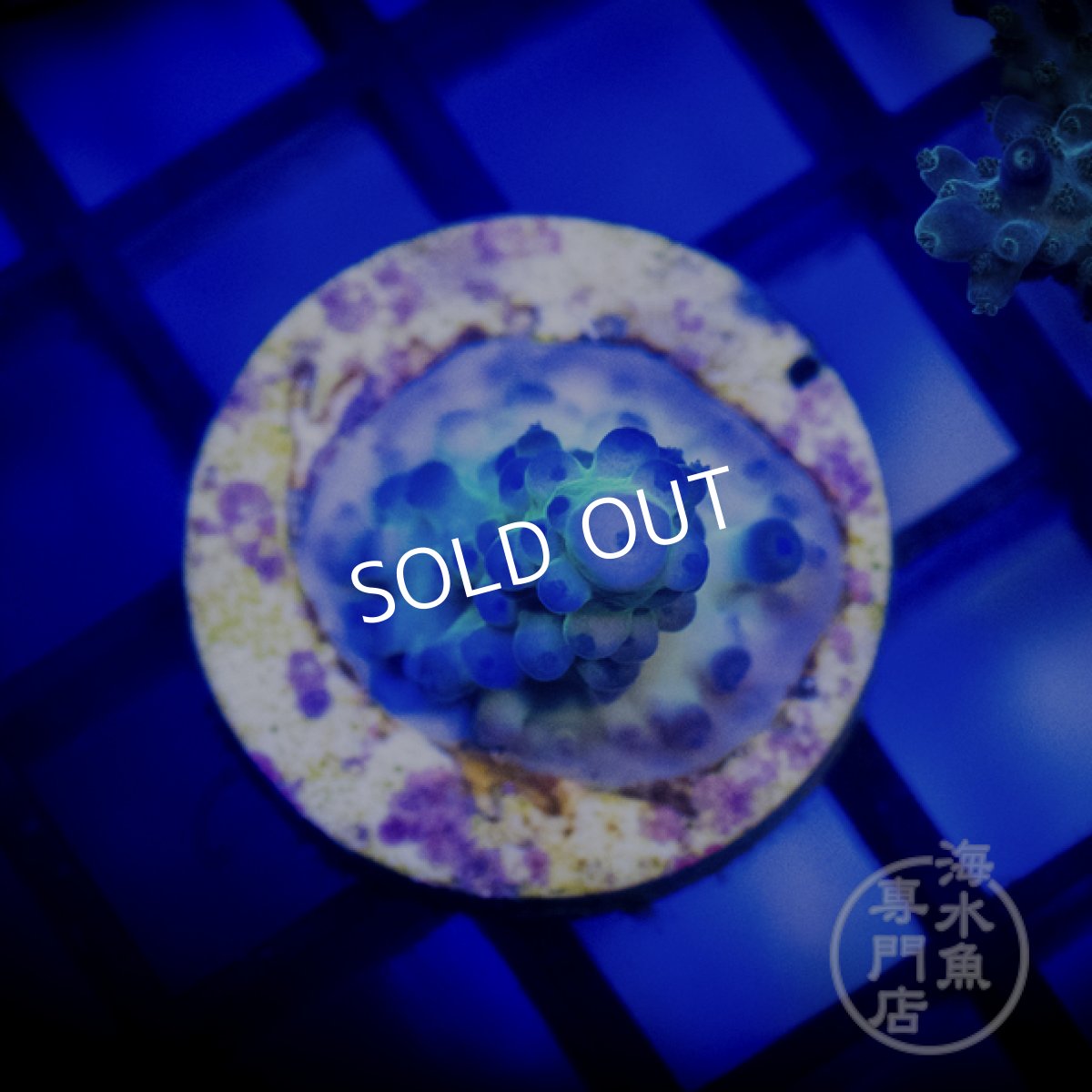 画像1: CE Acro Ice Tort  (1)