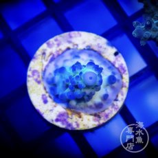 画像1: CE Acro Ice Tort  (1)