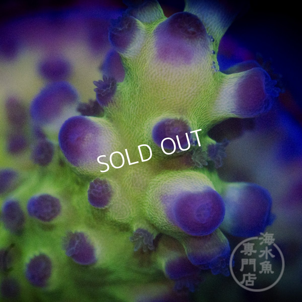 画像2: CE Acro Tortuosa Grape Vine  (2)