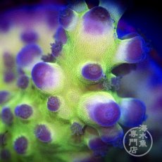 画像2: CE Acro Tortuosa Grape Vine  (2)