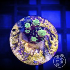 画像1: CE Acro Fox Flame (1)