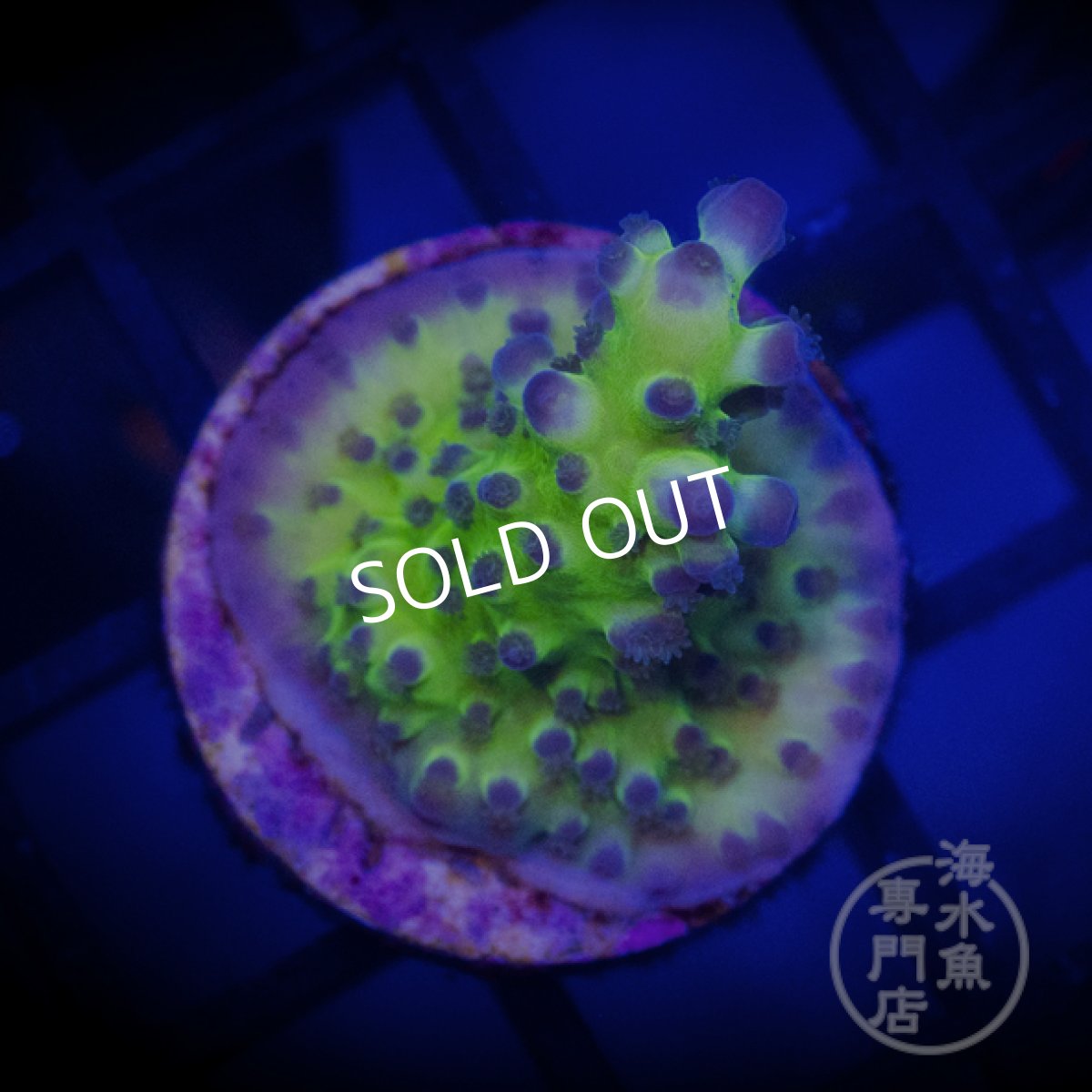 画像1: CE Acro Tortuosa Grape Vine  (1)