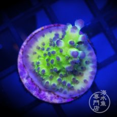 画像1: CE Acro Tortuosa Grape Vine  (1)