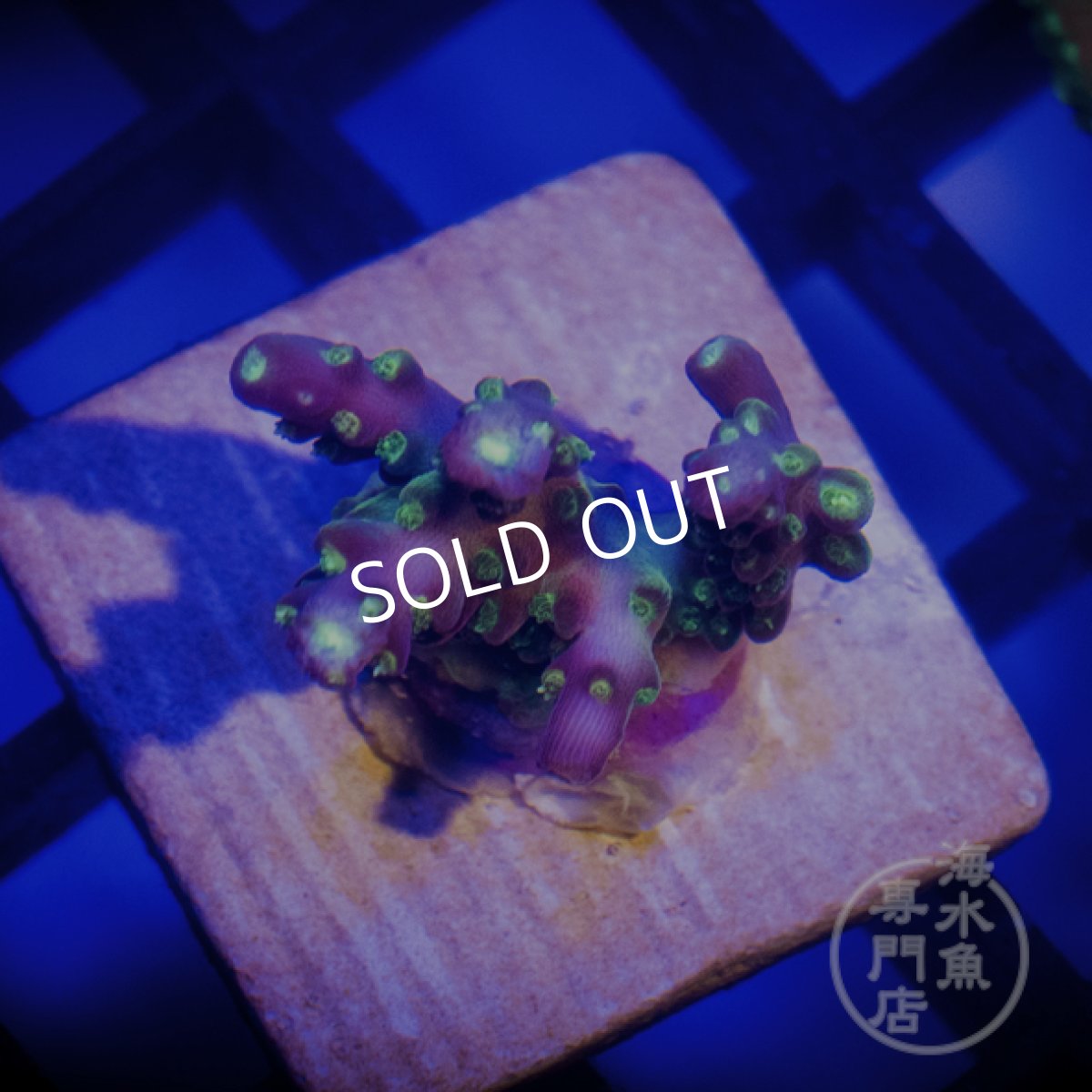 画像1:  Acro Rainbow Loom (1)