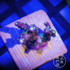 画像1:  Acro Rainbow Loom (1)