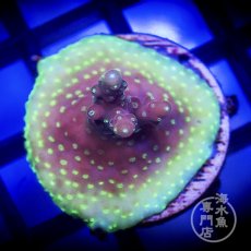 画像1: CE Acro Cherry Blossom (1)