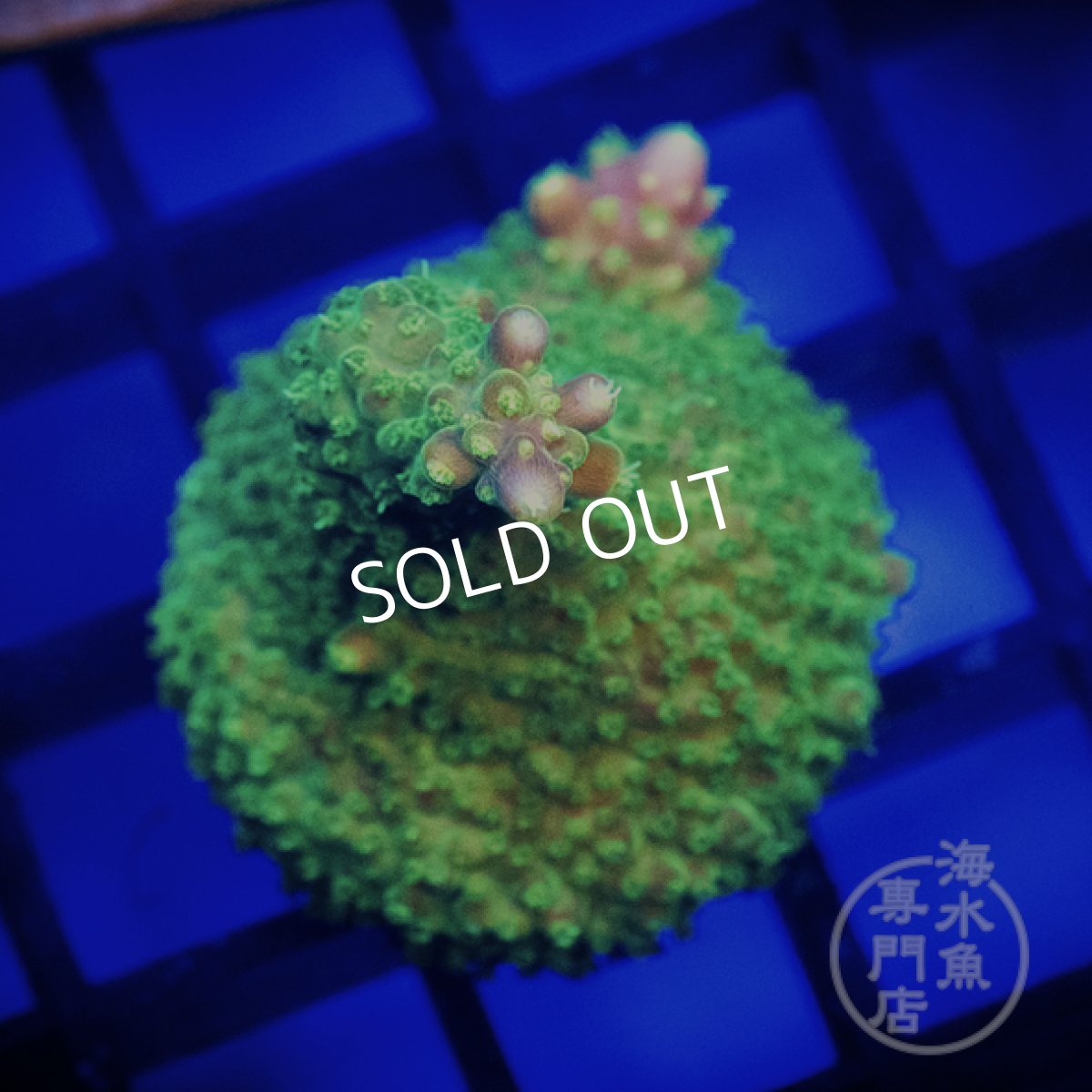 画像1: CE Acro Pink Paletta (1)