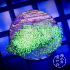 画像1: CE Monti Digitata Green No.2 (1)