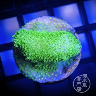 □SALE□アザミハナガタサンゴ インドネシア No.1 - 海水魚専門店