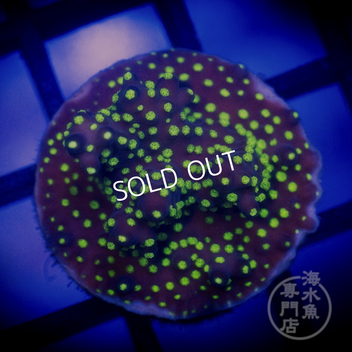 画像1: CE Acro Nana Purple (1)