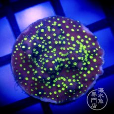 画像1: CE Acro Nana Purple (1)