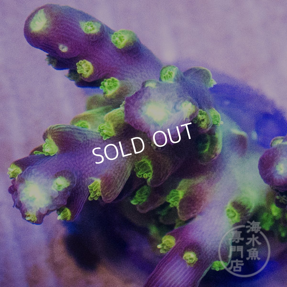 画像2:  Acro Rainbow Loom (2)