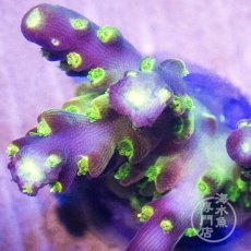 画像2:  Acro Rainbow Loom (2)