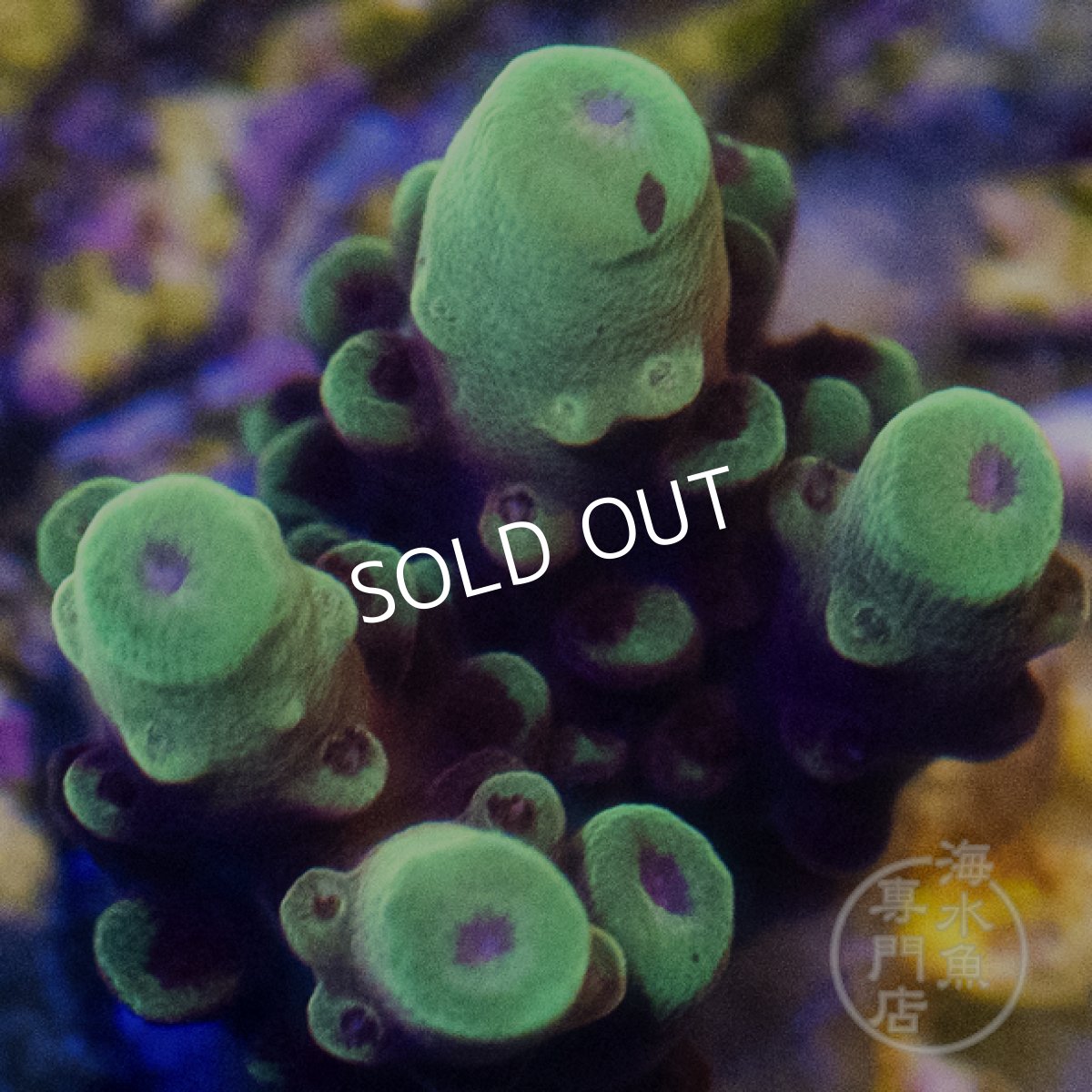 画像2: CE Acro Fox Flame (2)