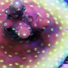 画像2: CE Acro Cherry Blossom (2)