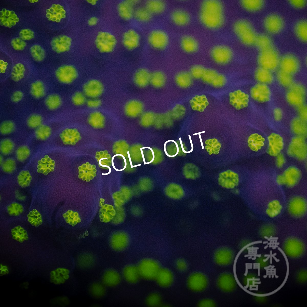 画像2: CE Acro Nana Purple (2)