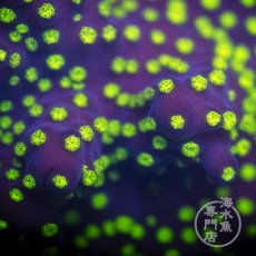 画像2: CE Acro Nana Purple (2)