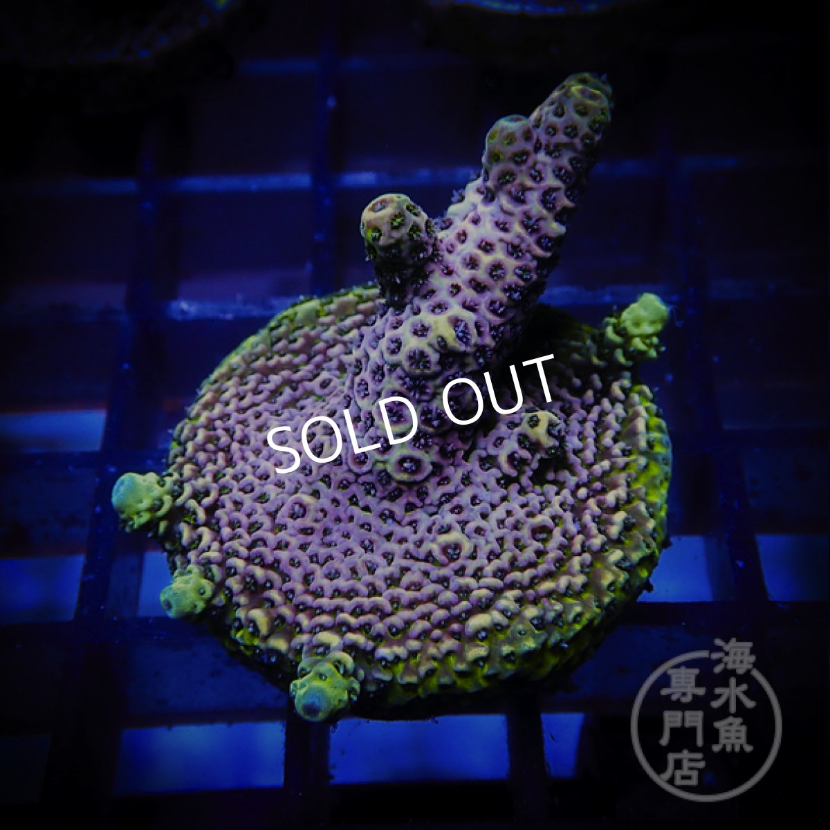 画像1: CE Acro Mille Purple No.1 (1)