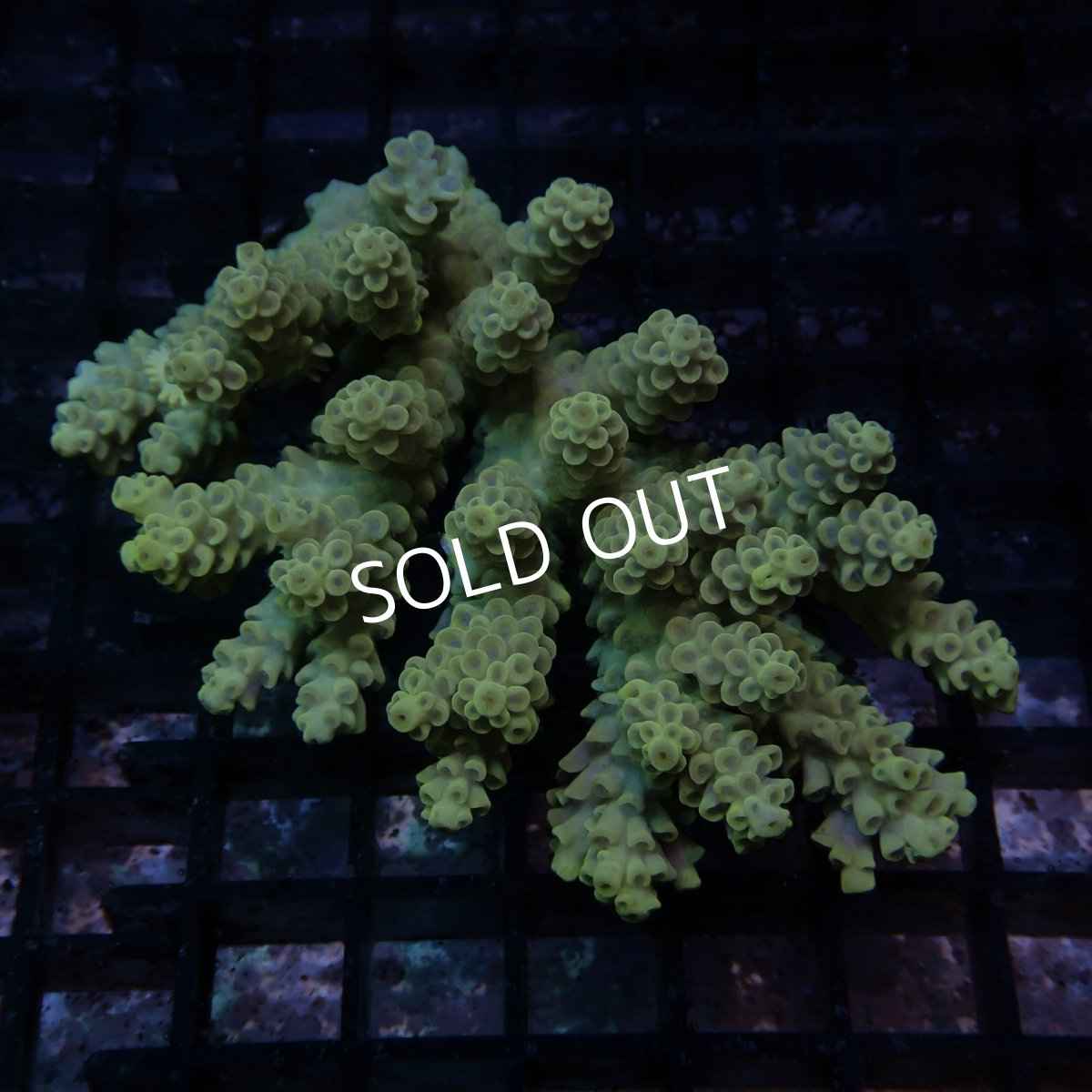 画像1: CF Acropora  sp. No.77 (1)