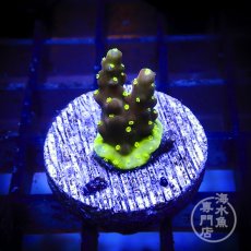 画像2: CE Acro Cherry Blossom (2)