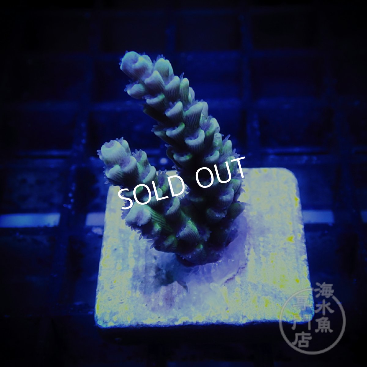 画像1: CF Acro Tenuis Qinglong Frag  (1)