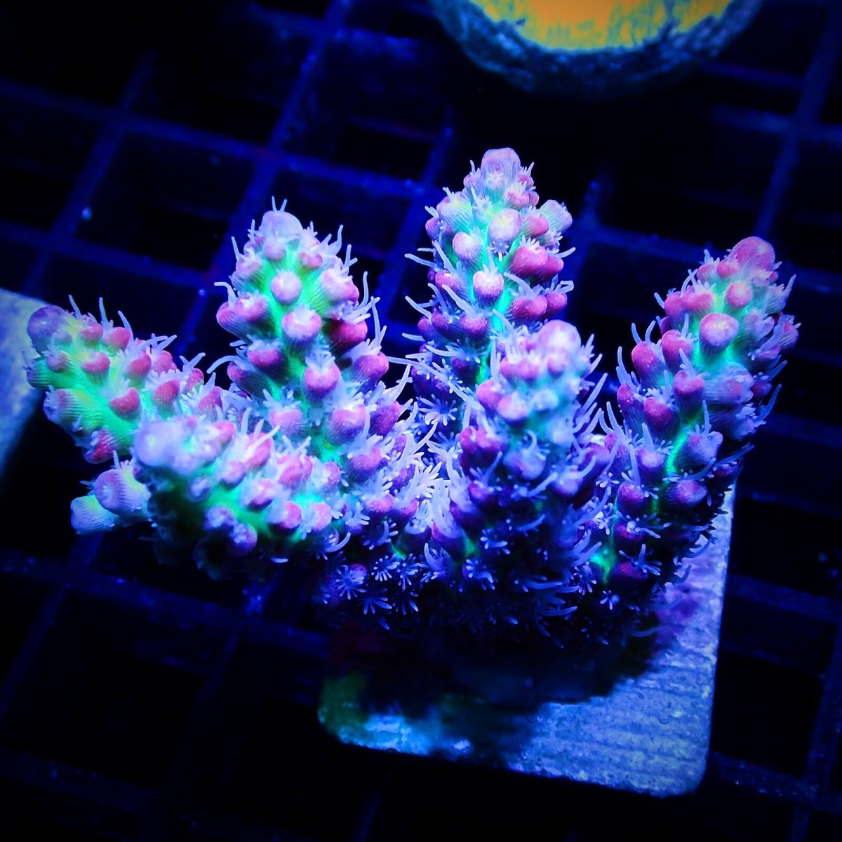 画像1: CF Acro SSC Frag No.2 (1)