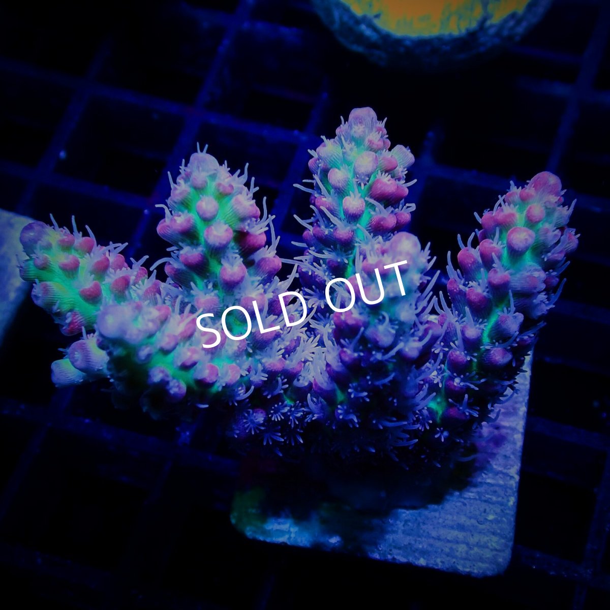 画像1: CF Acro SSC Frag No.2 (1)