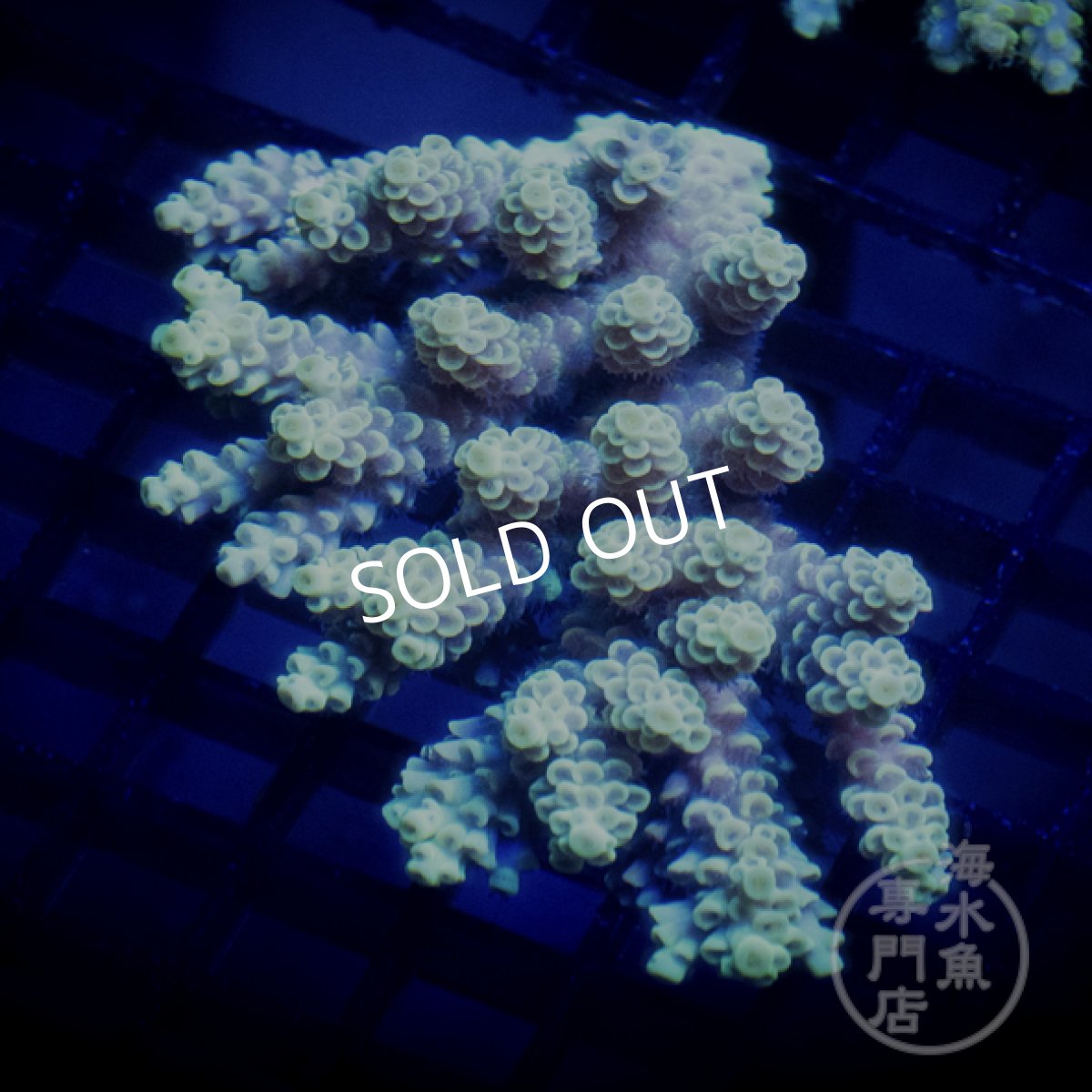 画像1: CF Acropora  sp. No.75 (1)