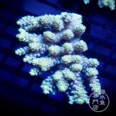 画像1: CF Acropora  sp. No.75 (1)