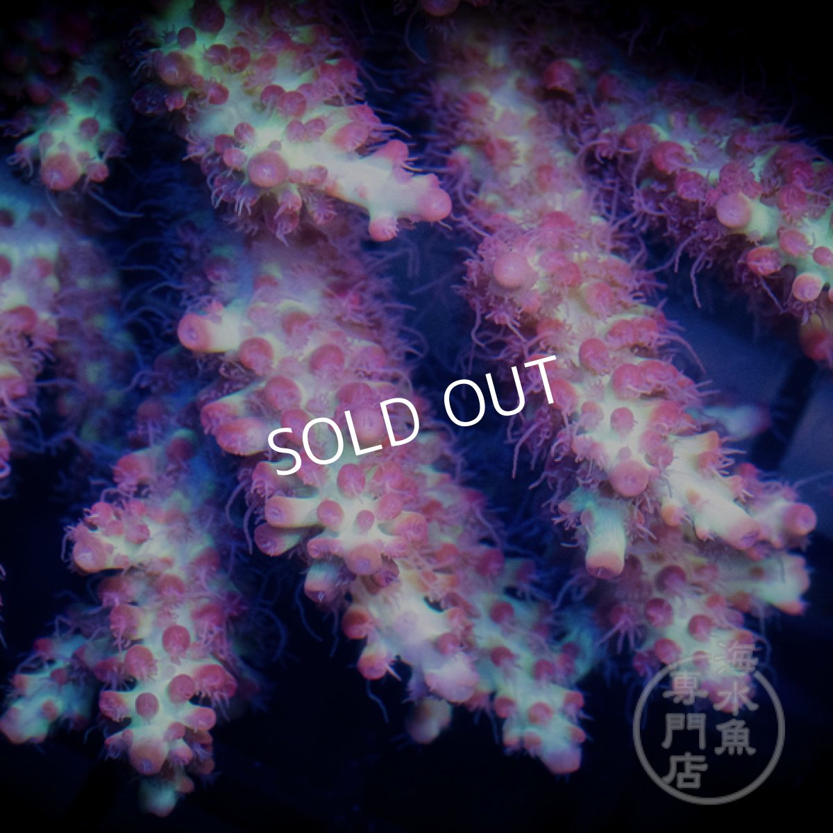 画像2: CF Acropora  sp. No.94 (2)