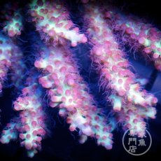 画像2: CF Acropora  sp. No.94 (2)