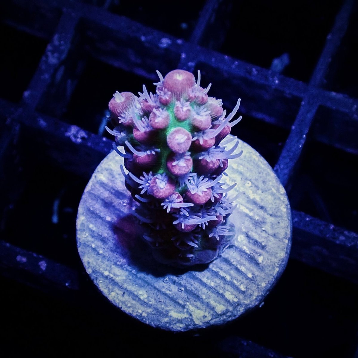 画像1: CF Acro SSC Frag No.5 (1)