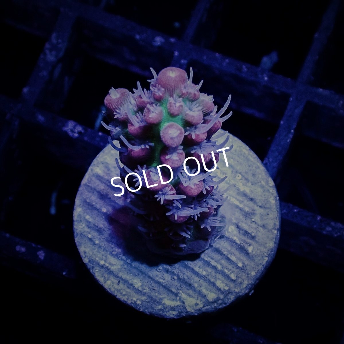 画像1: CF Acro SSC Frag No.5 (1)