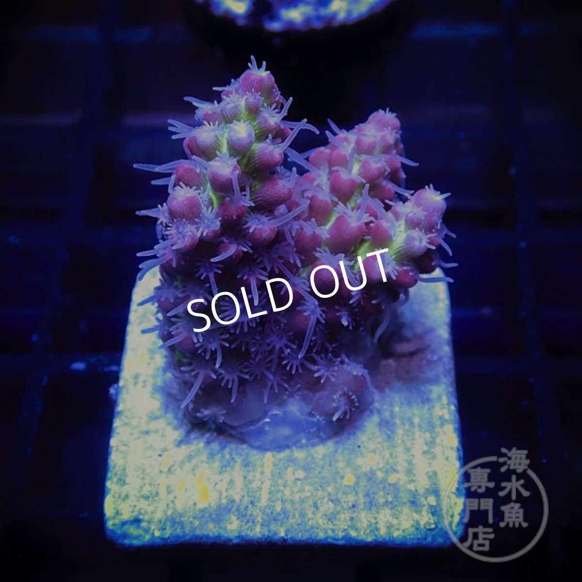 画像1: CF Acro SSC Frag No.1 (1)