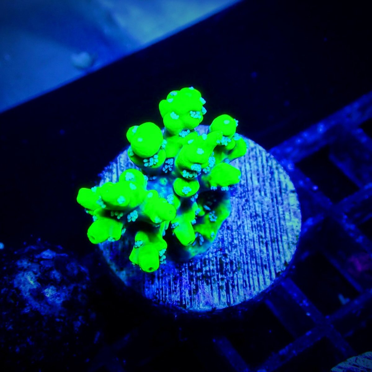 画像1: CE Acro Aculeus  (1)