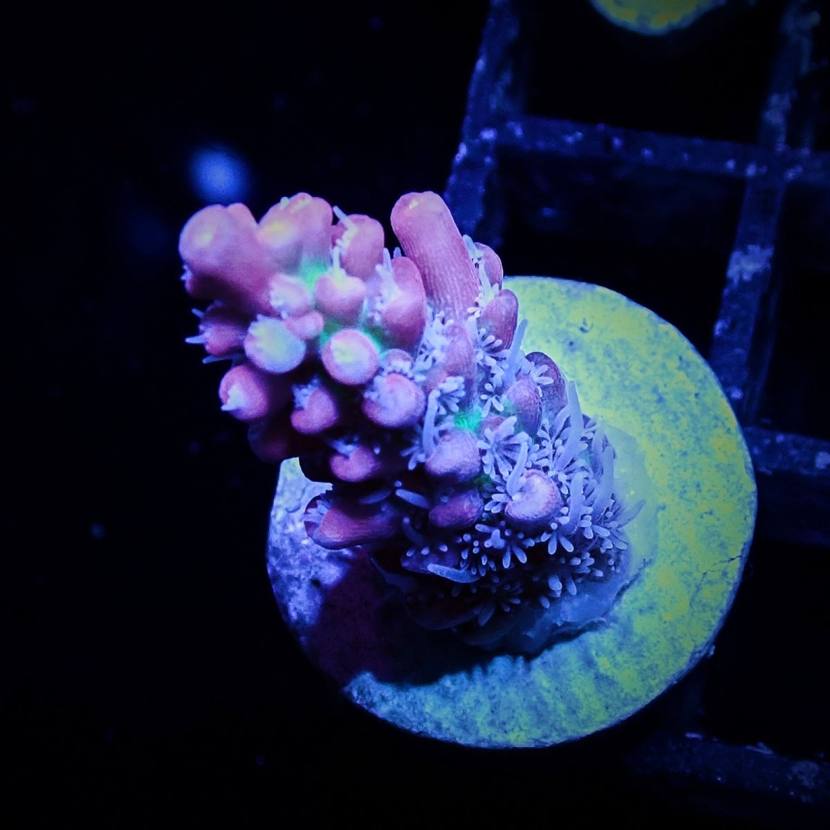 画像1: CF Acro SSC Frag No.3 (1)