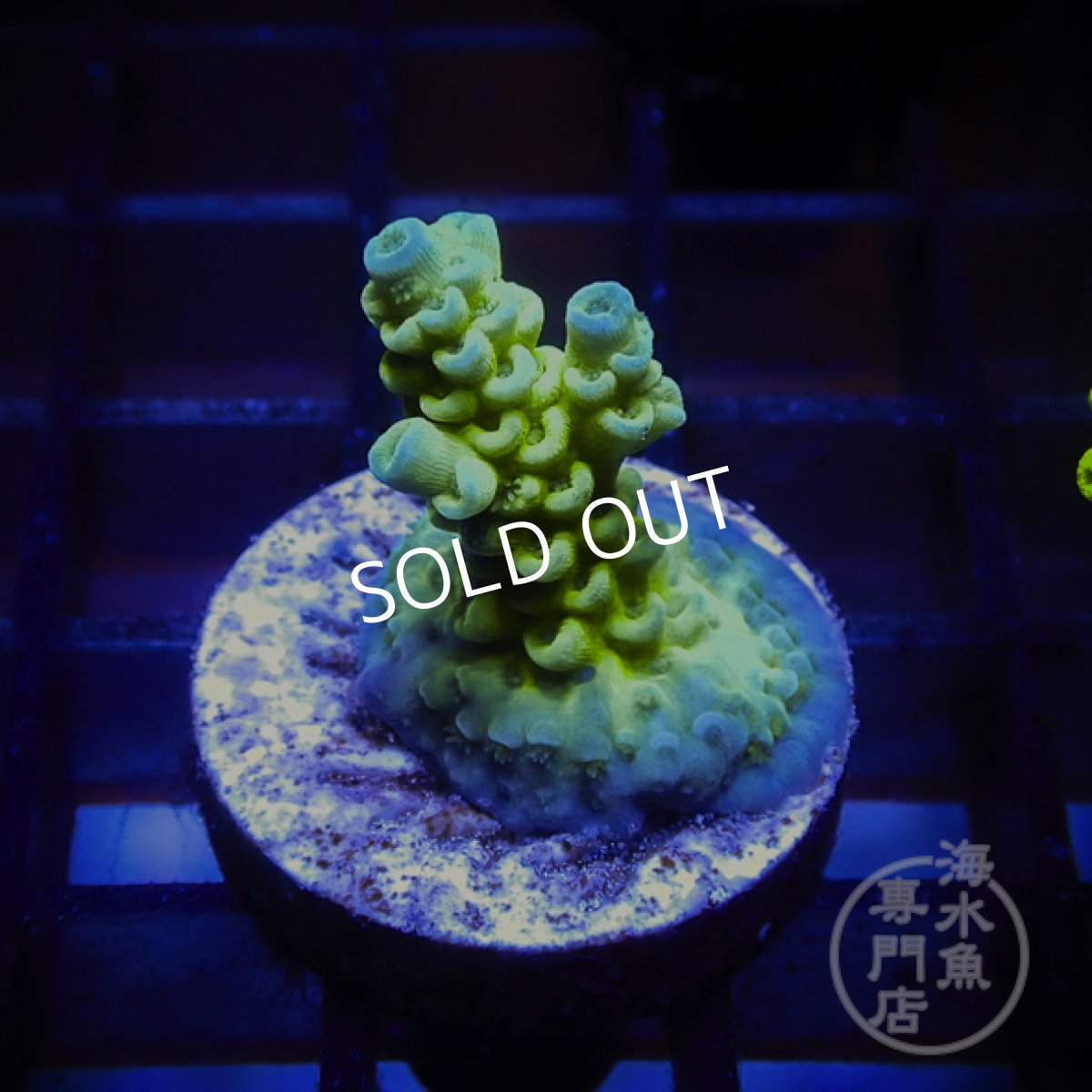 画像1: CE Acro Tenuis Aqua Teal  (1)