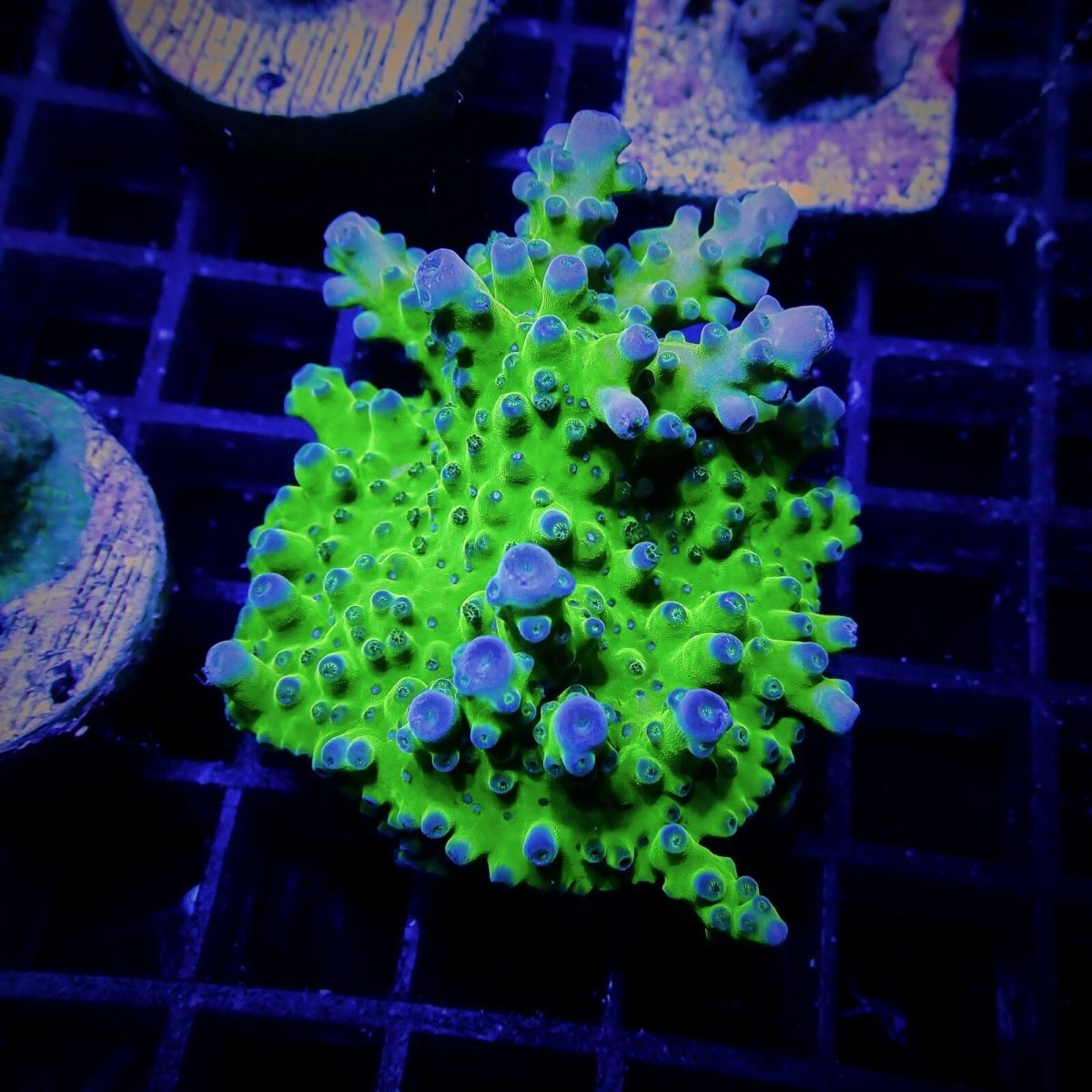 画像1: CE Acro Tortuosa Grape Vine  (1)