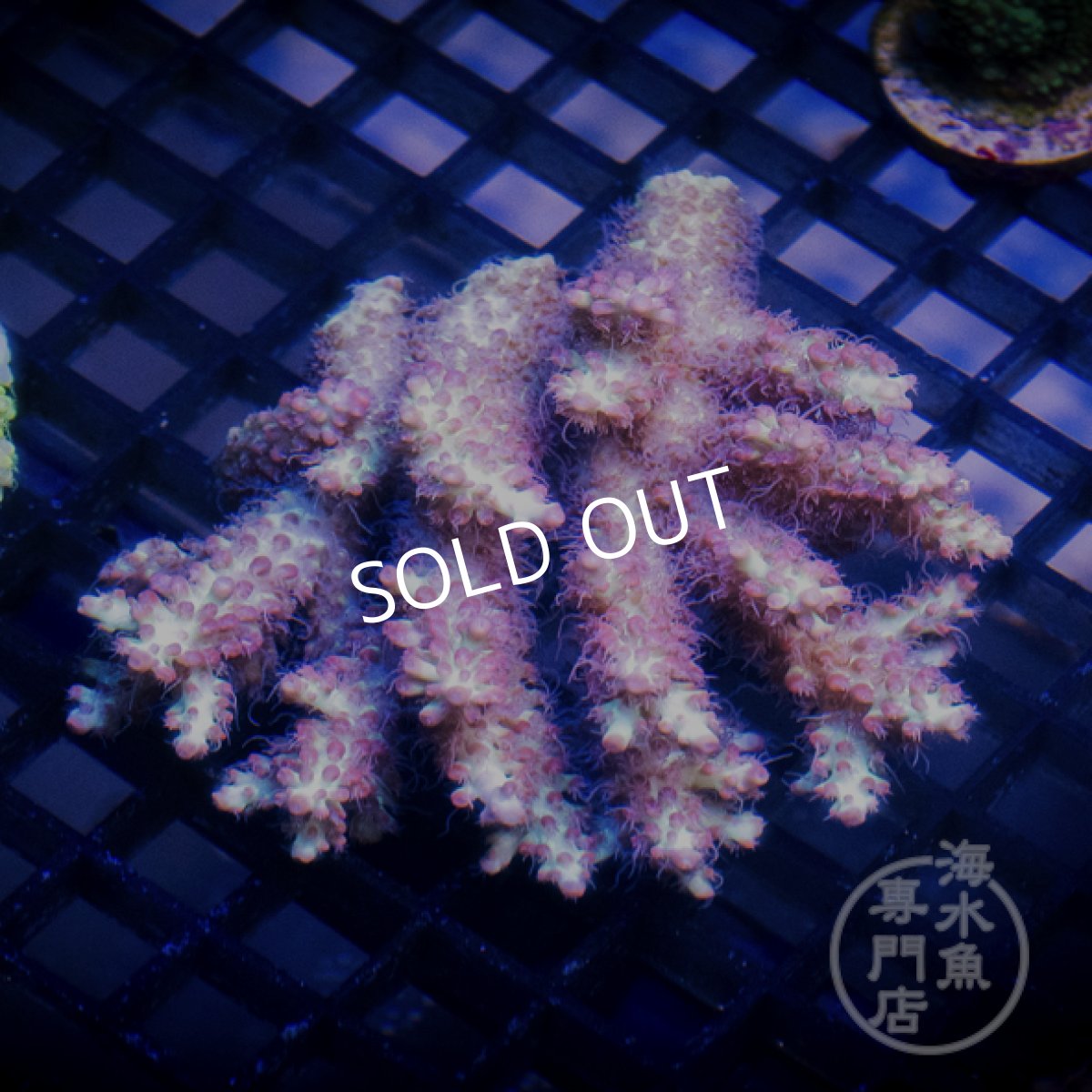 画像1: CF Acropora  sp. No.94 (1)