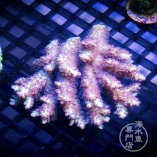 画像1: CF Acropora  sp. No.94 (1)